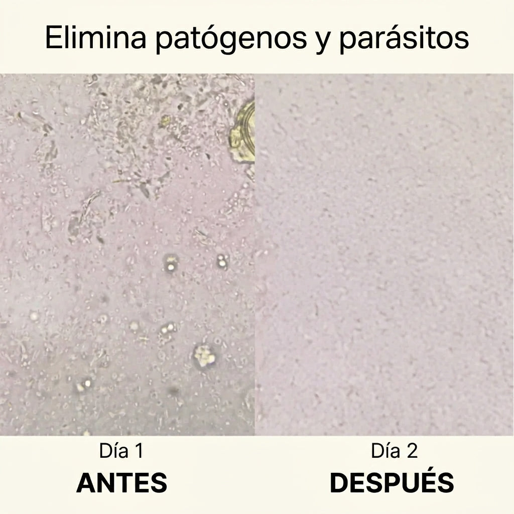 Vientre plano – Apoyo para el colon | Elimina parásitos, limpia tu intestino y siéntete más ligero